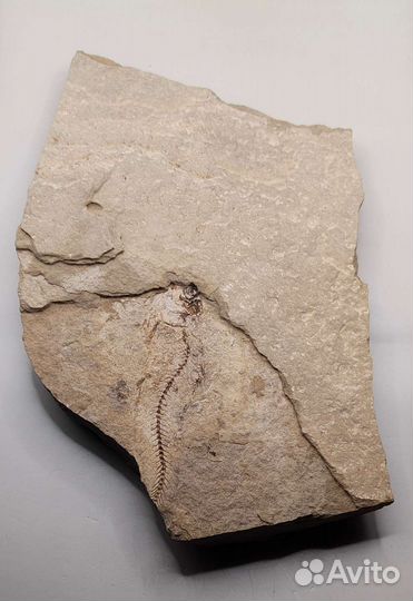 Рыба (9 см) на породе, Россия / Окаменелости