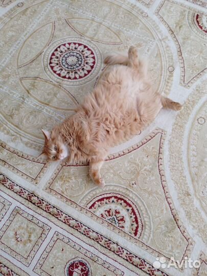 Передержка животных