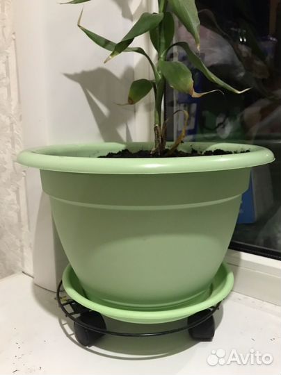 Цветок домашний бамбук