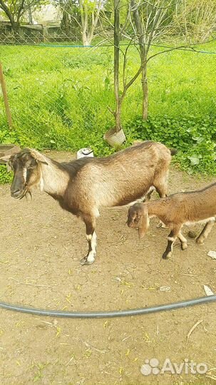 Коза с козлятами