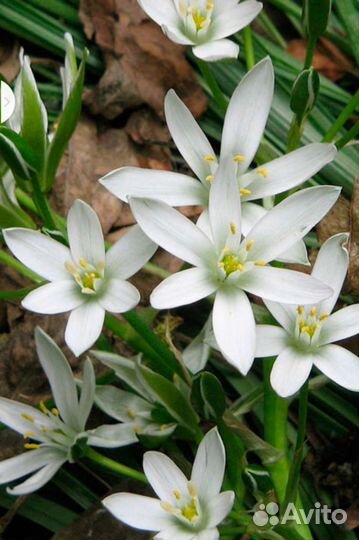 Птицемлечник