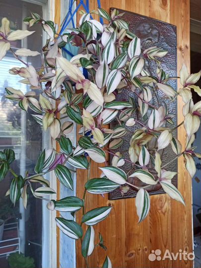 Традесканции сортовые