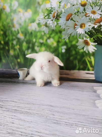Породные крольчата из питомника