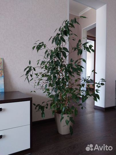 Фикус бенджамина