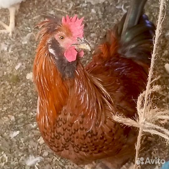 Молодые петухи