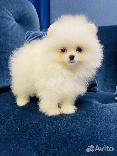 Щенки померанского шпица