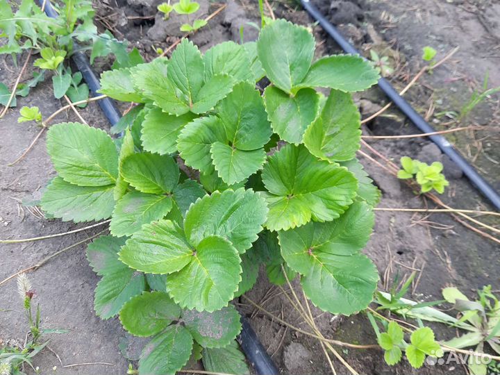 Рассада клубники окс