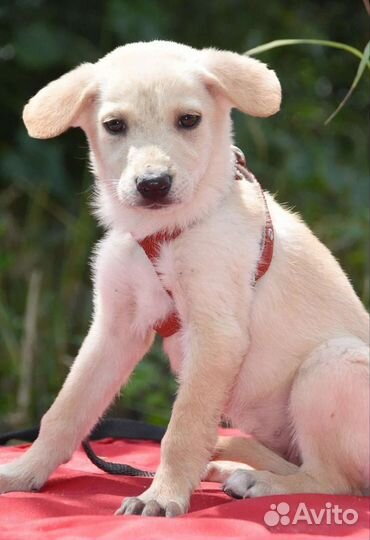 Щенок в добрые руки