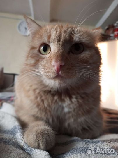 Рыжий котик ищет добрые ручки