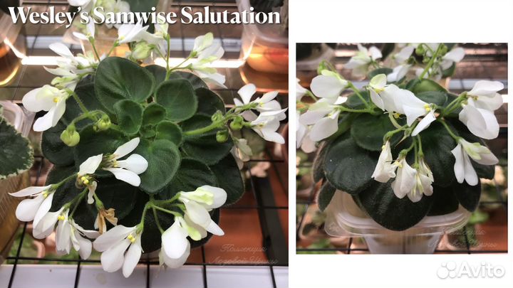 Сортовая полуминифиалка (ук. лист с детками)