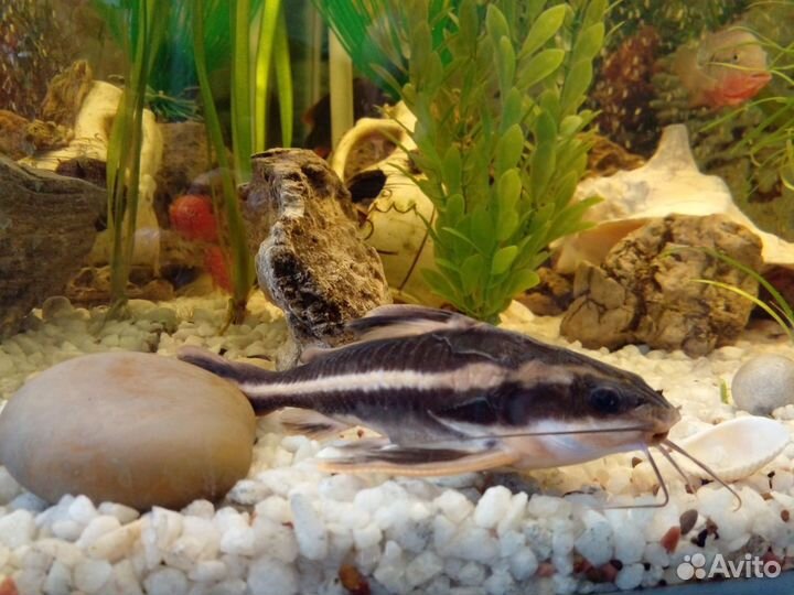 Аквариумы 109 72л сомы, палюдариум мостик черепахи