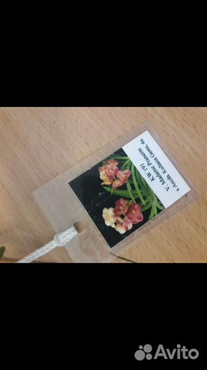 Орхидея ванда