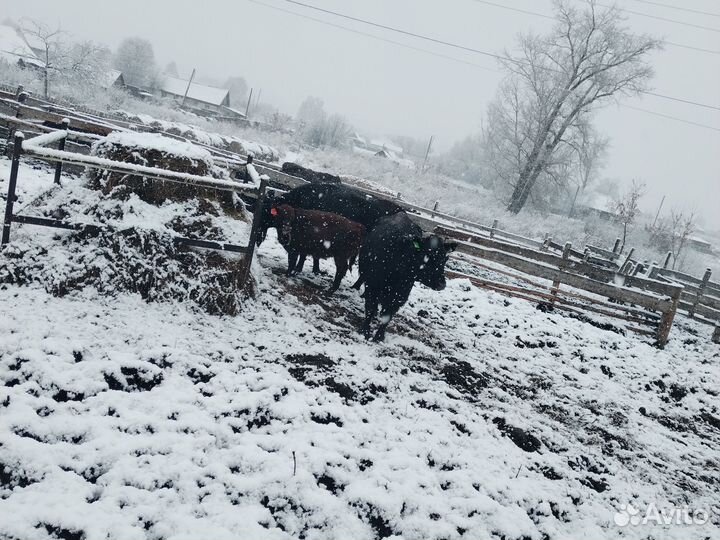 Продаю каровы ангусов