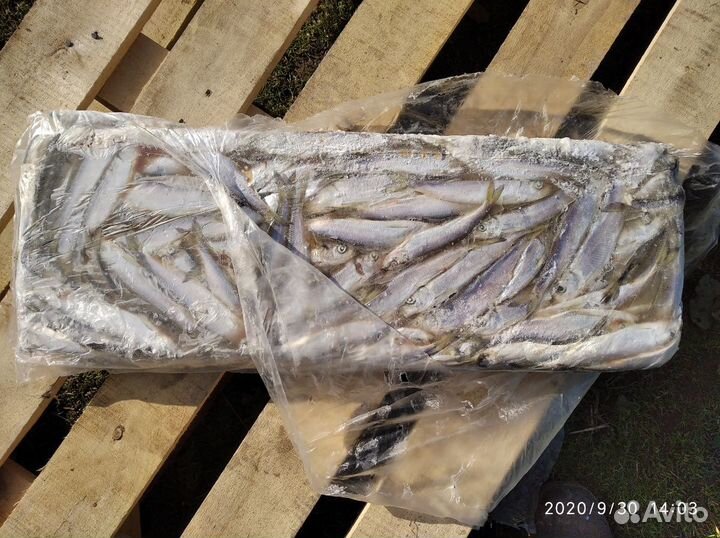 Рыба на корм животным