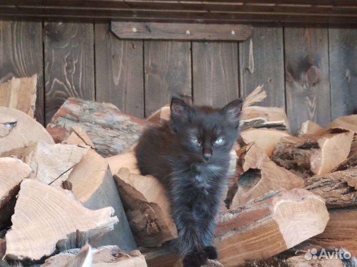 Котята в добрые руки бесплатно