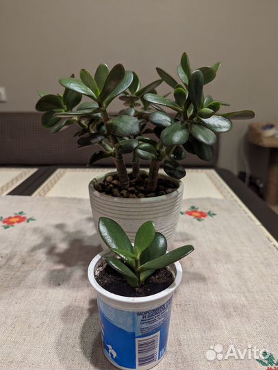 Толстянка / Денежное дерево