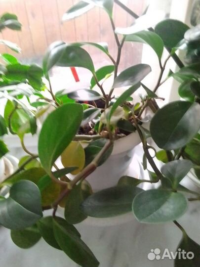 Пеперомия обычная