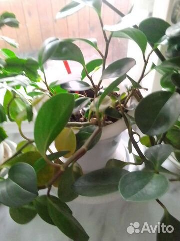 Пеперомия обычная