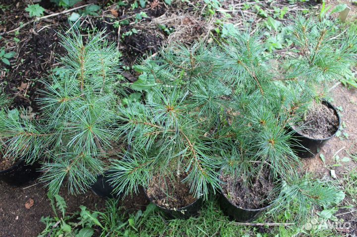 Кедр Сибирский / Корейский