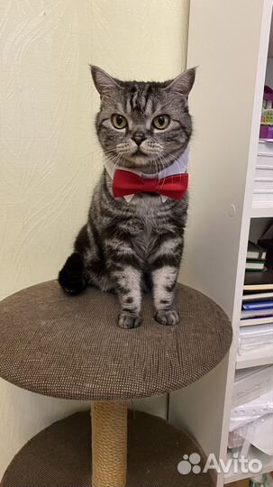 Галстук-бабочка для животных