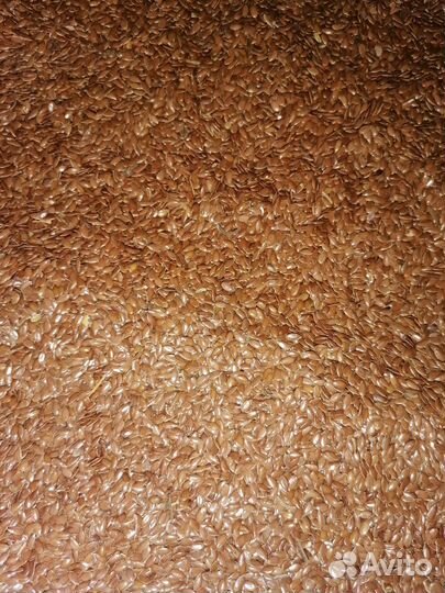 Продам семена масличного Льна сорт Микс