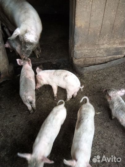 Поросята 2 месяца