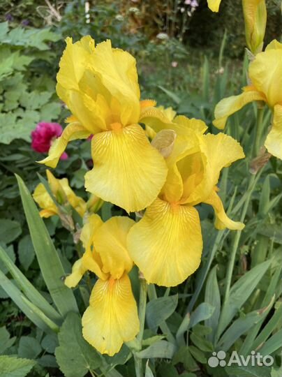 Ирисы бородатые