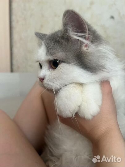 Кошка в дар