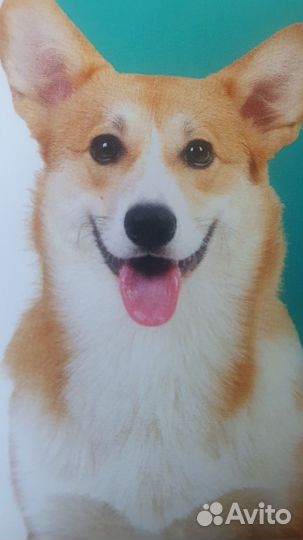 Обработка собак от клещей