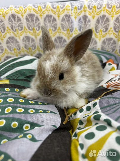 Кролики декоративные мини