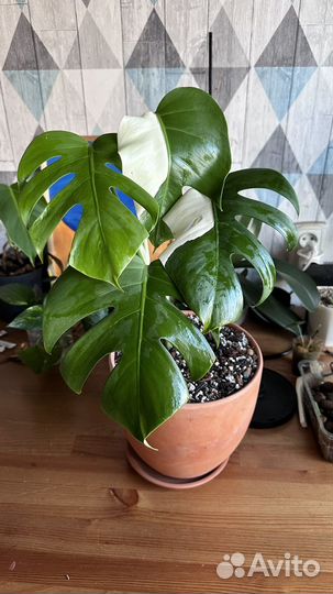 Монстера альба луна