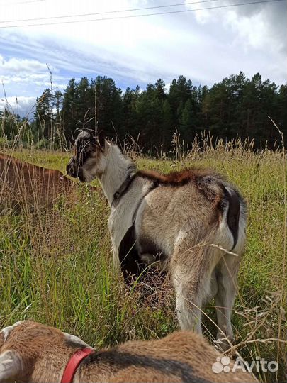 Чистопородный Альпийский козлик на покрытие