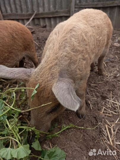 Свинки и кабанчики
