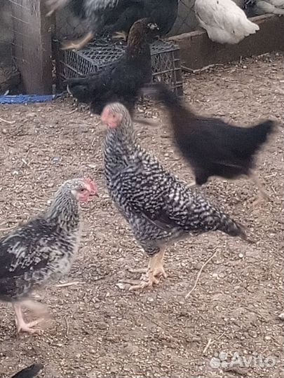 Молодые петухи 4,5 месяца