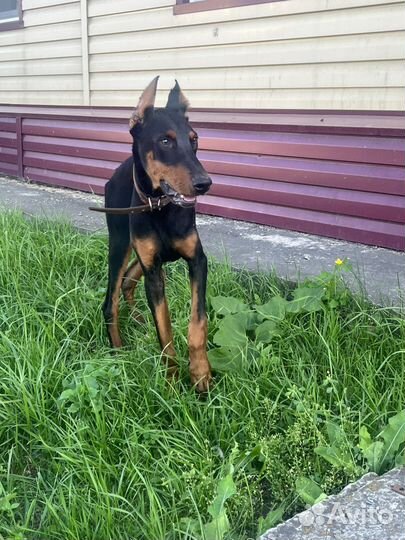 Продам собаку добермана