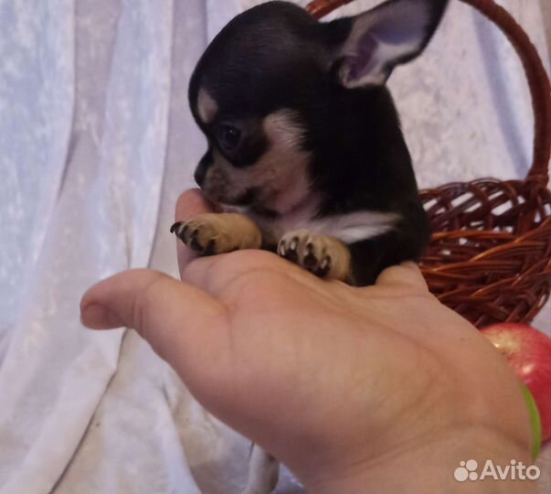 Красотка Чихуа хуа