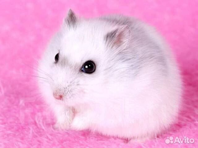 Хомячки Джунгарики