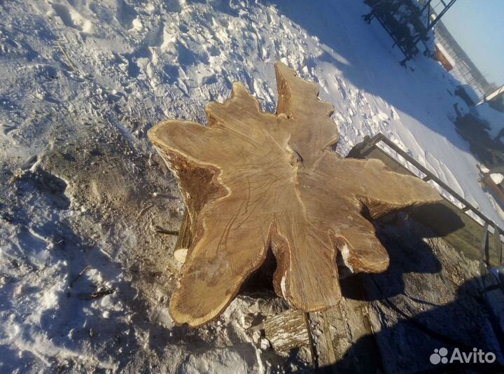 Спил корня дуба