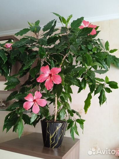 Гибискус китайская роза