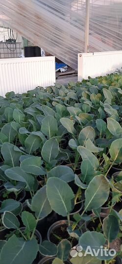 Рассада перца, капусты, брокколи