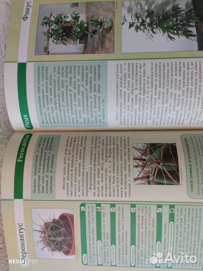 Книга Энциклопедия комнатных растений