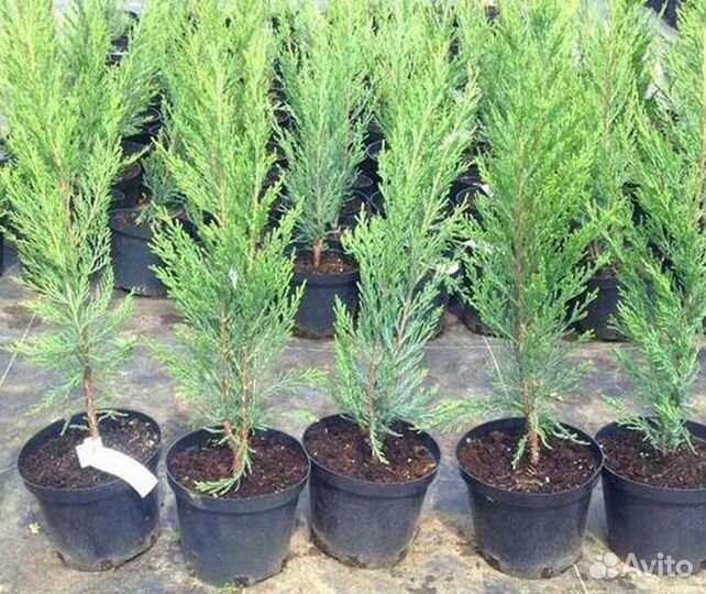 Скальный Блю Эрроу