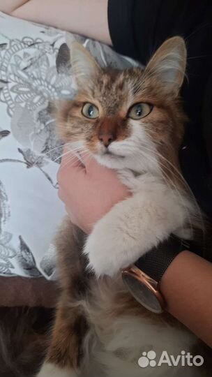 Кошка в дар бесплатно