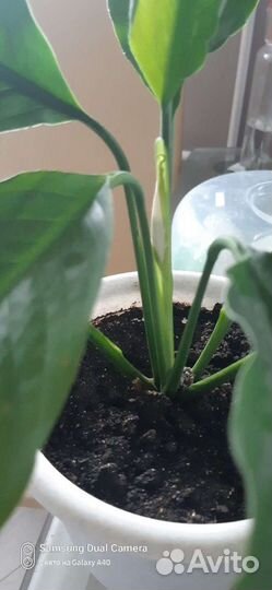 Спатифиллум