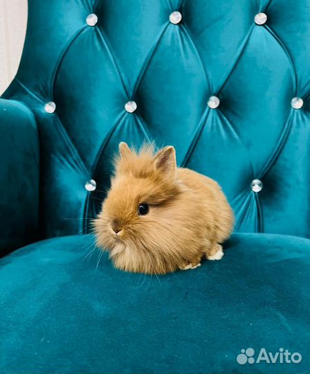 Мини кролики элитные карликовые декоративные