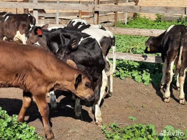 Телята бычки