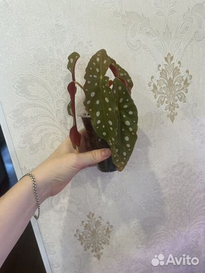 Бегония макулата