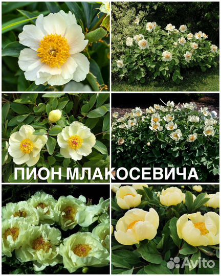 Пион древовидный микс, семена