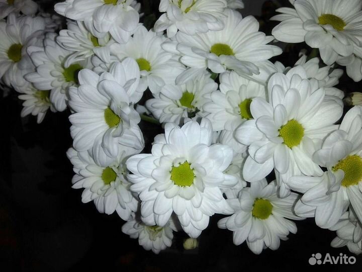 Букет цветов ромашки