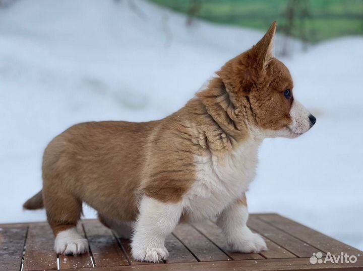 Бордер колли. Девочки для семьи